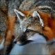 Illustration for article titled Museum Receives A Million Dollars Worth of Taxidermy
